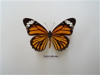 藏品(虎斑蝶)的圖片